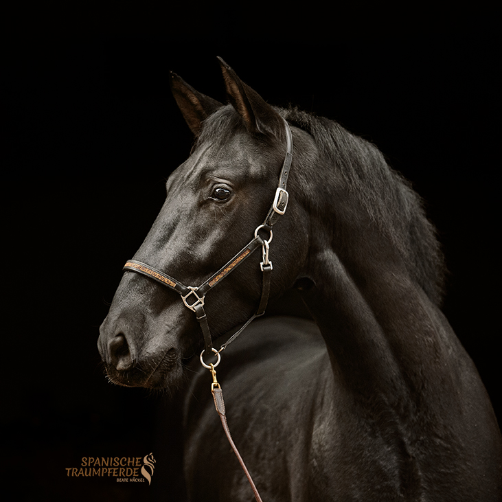 SIRIUS SH, Pura Raza Espanol, Wallach, 2022